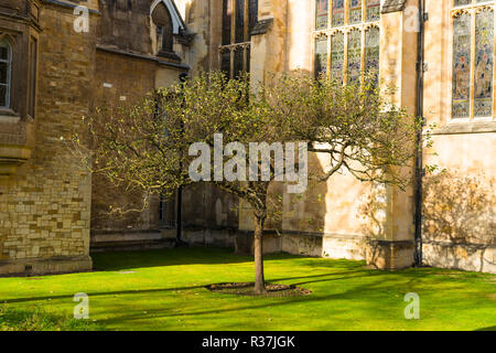 Isaac Newton Melo fra vecchie mura di pietra arenaria del Trinity College di Cambridge University edifici. Regno Unito. Foto Stock