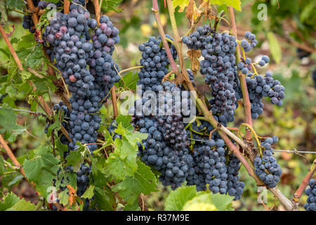 Vigneti Champagne nella Côte des Bar area dell'Aube. Francia Foto Stock