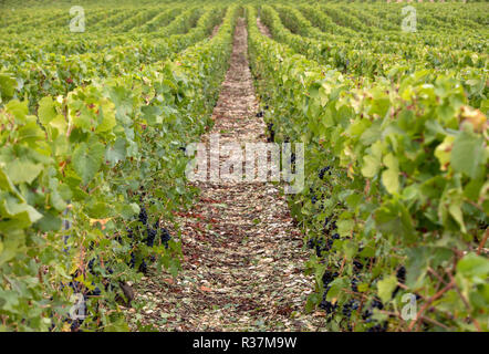 Vigneti Champagne nella Côte des Bar area dell'Aube. Francia Foto Stock