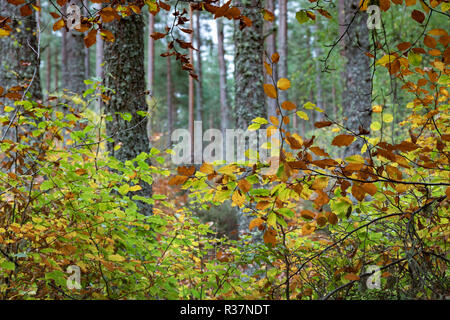 Torbreck Bosco in autunno nelle Highlands della Scozia. Foto Stock