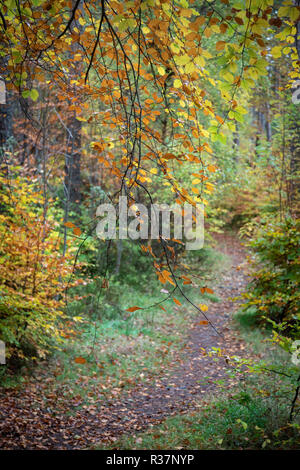 Torbreck Bosco in autunno nelle Highlands della Scozia. Foto Stock