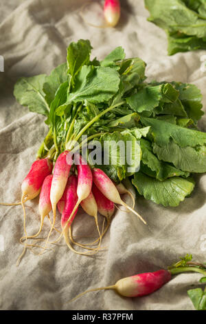 Materie organiche Colazione lungo ravanelli in un grappolo Foto Stock