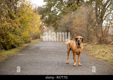 Giovani femmine di Fila brasileiro o brasiliano Mastiff in autunno park Foto Stock