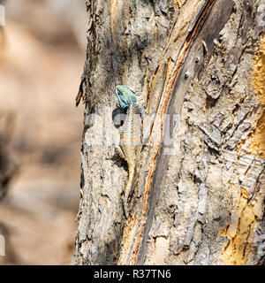 Un albero femmina AGAMA SA nel Southern African woodland Foto Stock