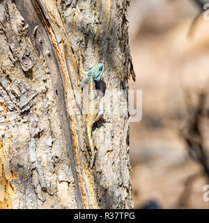 Un albero femmina AGAMA SA nel Southern African woodland Foto Stock