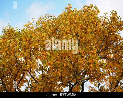 Giallo fogliame autunnale del deciduo tulip tree, liriodendron tulipifera Foto Stock