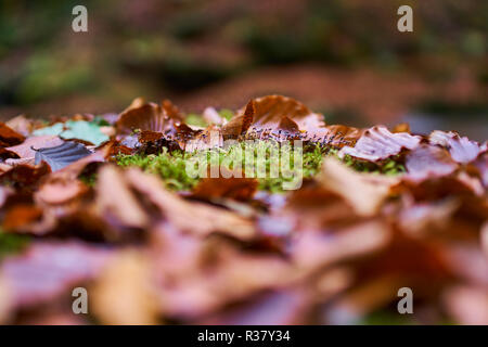 Primo piano di faggio piantine che crescono su moss nella foresta Foto Stock