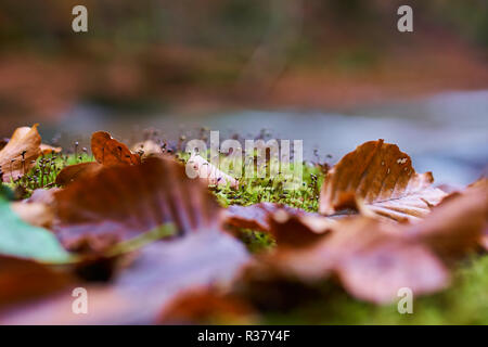 Primo piano di faggio piantine che crescono su moss nella foresta Foto Stock