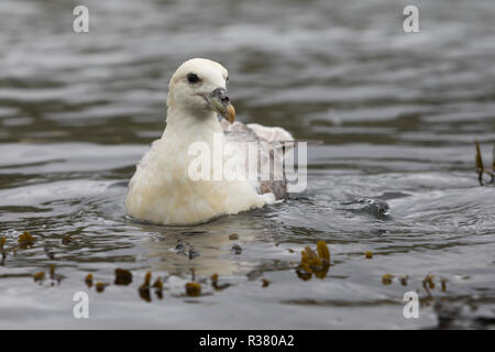 Eissturmvogel, Eis-Sturmvogel, Nordatlantischer Eissturmvogel, Sturmvogel, Fulmarus glacialis, Fulmar, Northern Fulmar, Arctic fulmar, Le Fulmar boréa Foto Stock