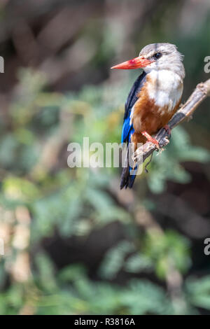 A testa grigia kingfisher (Halcyon leucocephata) in Kenya, Africa Foto Stock