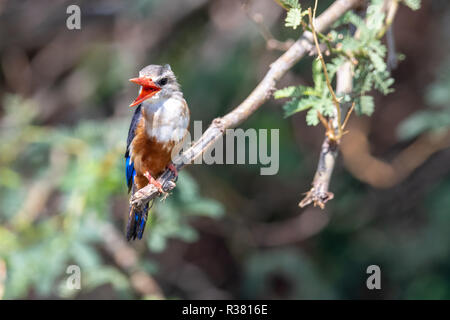 A testa grigia kingfisher (Halcyon leucocephata) in Kenya, Africa Foto Stock