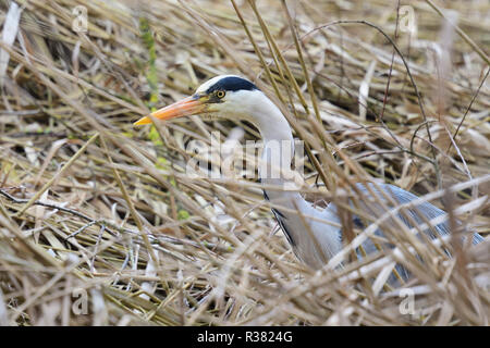 Close up di un airone cinerino (Ardea cinerea) nascosto in un letto di reed Foto Stock