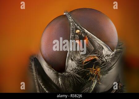 Estremamente nitide e studio dettagliato di una Mosca capo prese con lenti macro impilati da molte immagini in una molto affilati foto. Foto Stock