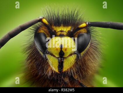 Estremamente nitide e studio dettagliato di una testa di vespe prese con lenti macro impilati da molte immagini in una molto affilati foto. Foto Stock