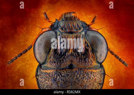 Estremamente nitide e studio dettagliato di una massa Notiophilus beetle prese di testa con un obiettivo macro impilati da molte immagini - con un background di fantasia. Foto Stock