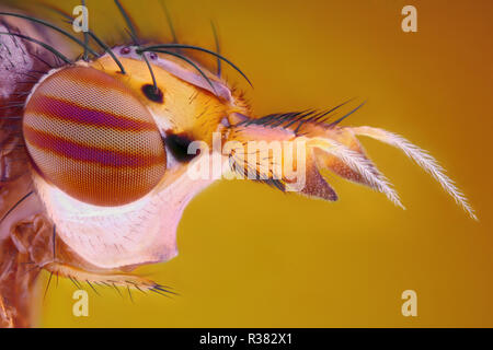 Estremamente nitide e studio dettagliato di una Mosca capo prese con lenti macro impilati da molte immagini in una molto affilati foto. Foto Stock