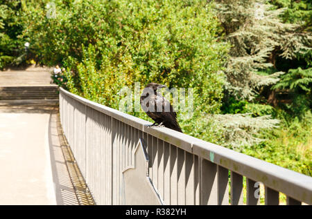 La Raven sul ponte nel parco Planten un Blomen Park a Amburgo, Germania. Foto Stock