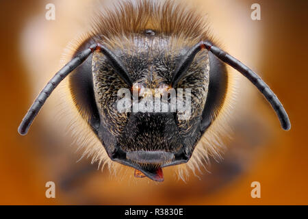 Estremamente nitide e studio dettagliato di una testa di Bee prese con un obiettivo macro impilati da molte immagini in una molto affilati foto. Foto Stock