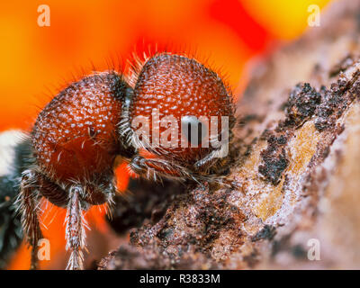 Estremamente nitide e studio dettagliato di un Mutillide (vacca killer) prese con un obiettivo macro impilati da molte immagini in una molto affilati foto. Foto Stock