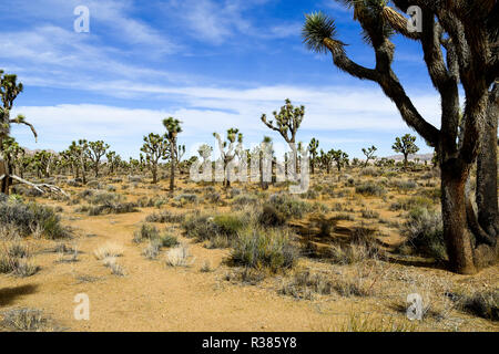 Deserto frutteto di alberi di Joshua Foto Stock