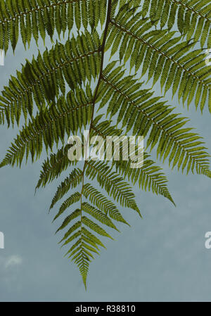 Rametto di un albero fern visto da sotto contro un cielo blu Foto Stock