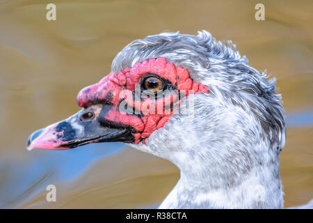 La fauna selvatica UK.Close up ritratto di anatra muta nuoto nel lago con acqua sfocata in background.i dettagli di natura.Waterbird galleggianti in stagno. Foto Stock