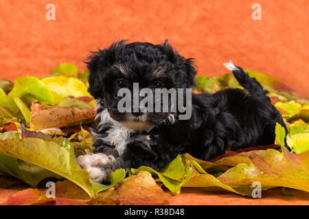 Havanese puppy in foglie studio Foto Stock