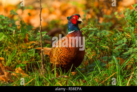 Fagiano maschio, ringnecked o comune (Fagiano Phasianus colchicus) in habitat naturale,con verde e arancione, colorate sullo sfondo del paesaggio. Foto Stock