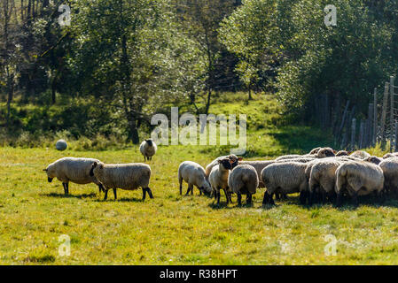Monti Bieszczady, Polonia. Le pecore al pascolo. Foto Stock