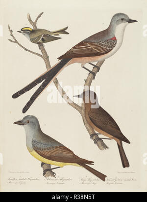 Swallow-tailed Flycatcher, Arkansas Flycatcher, dire il Flycatcher, e femmina Golden-crested Wren. Dimensioni: piastra: 33,2 x 25,7 cm (13 1/16 x 10 1/8 in.) foglio: 37,5 x 29,4 cm (14 3/4 x 11 9/16 in.). Medium: colorate a mano con incisione incisione su carta intessuta. Museo: National Gallery of Art di Washington DC. Autore: Alexander Lawson dopo Tiziano Ramsay Peale. Foto Stock