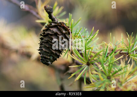 Impressioni nella foresta di autunno Foto Stock