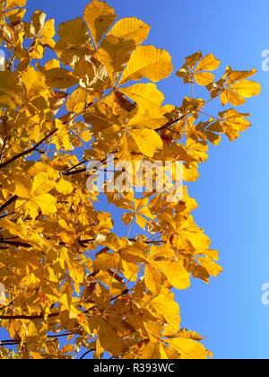 Red-fiorito ippocastano (Aesculus carnea) giallo con foglie di autunno Foto Stock