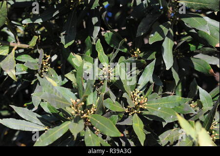 Laurel tree - Spagna Foto Stock