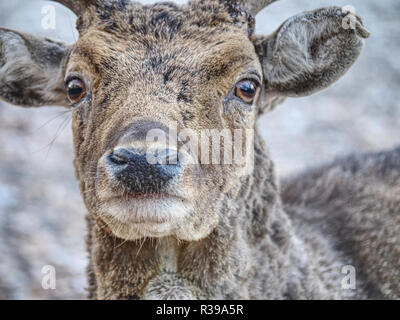 Sturdy daini feed su beechnut nascosti in foglie secche. Foto Stock