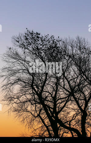 Regno Unito meteo: Rufford, Lancashire. 22 Novembre, 2018. Cielo sereno dopo una notte fredda brina come i corvi cercano rami alti per catturare i raggi del sole nascente. Credito: MediaWorldImages/AlamyLiveNews. Foto Stock