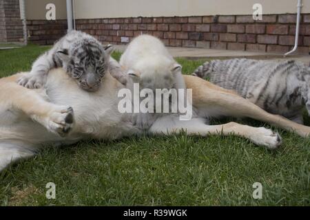 White cuccioli di tigre Foto Stock