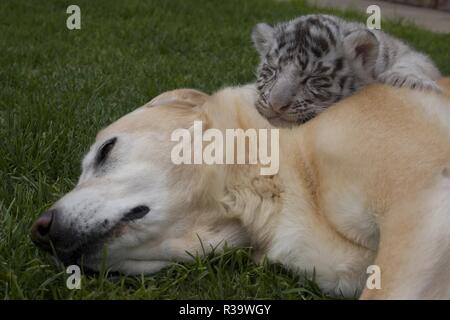 White cuccioli di tigre Foto Stock