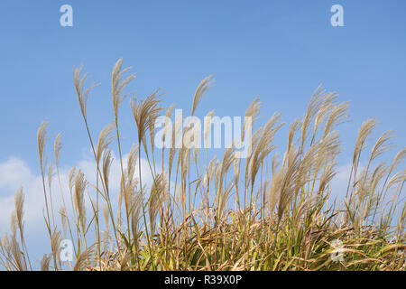 Pampa erba (Cortaderia selloana) contro il cielo blu Foto Stock