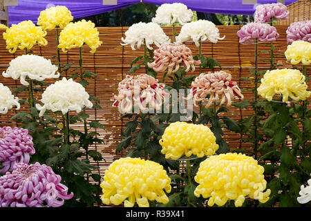 Bellissimi fiori di crisantemo nel giardino Foto Stock