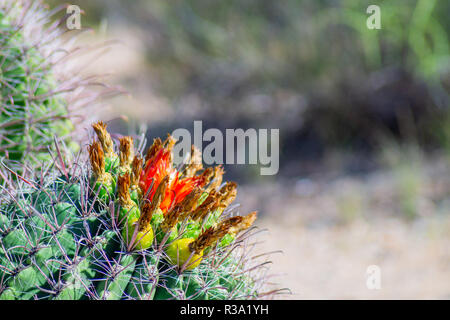 Barrel cactus in fiore con un po' di frutta Foto Stock