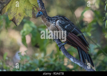 Hoatzin (Opisthocomus hoazin) è una specie di uccelli trovano spesso intorno lanca di laghi e altri corpi di acqua in Amazzonia. Questo è da Los Amigos. Foto Stock