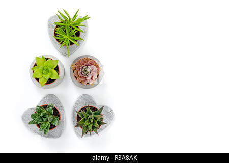 Mini succulente in calcestruzzo di piantatrici su sfondo bianco. Decorazioni in stile contemporaneo. Foto Stock