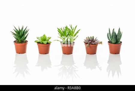 Fila di poco le piante succulente, su sfondo bianco con la riflessione. Foto Stock