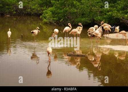 La sottospecie americana di caribbean flamingo (Phoenicopterus ruber ruber) Foto Stock