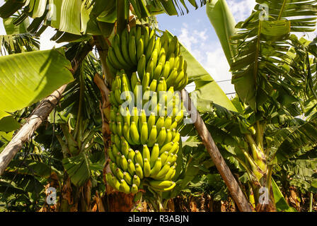 Le banane che cresce in Puerto de la cruz,tenerife,isole Canarie,Spagna. Foto Stock