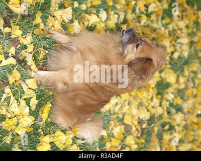 Foxy-pinscher pekinkgese Foto Stock