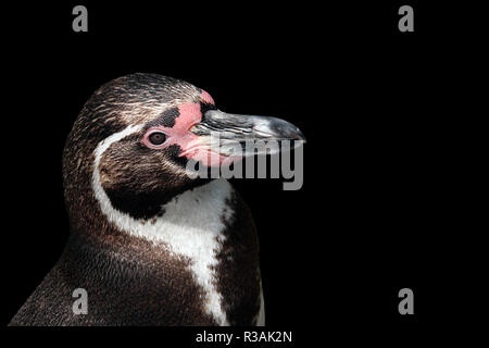 Spheniscus Humboldti pinguini Humboldt su nero Foto Stock