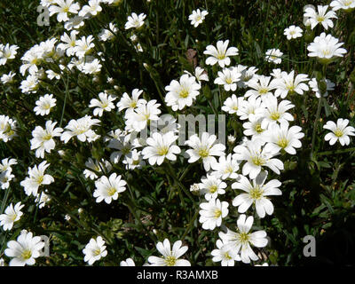 Chiamato grande chickweed (stellaria holostea),anche vero chickweed o a fiore grande chickweed Foto Stock