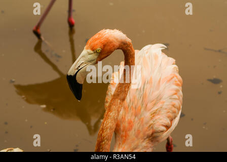 La sottospecie americana di caribbean flamingo (Phoenicopterus ruber ruber) Foto Stock