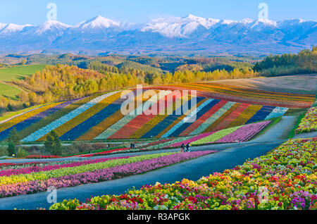 Fiore bellissimo campo su per la collina di Biei,, Giappone Foto Stock